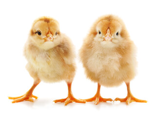 Two yellow small chickens.