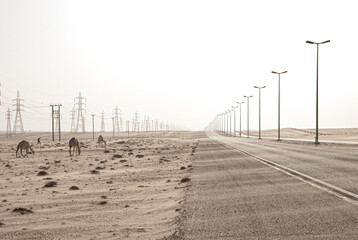 Camels on the side of empty  desert road