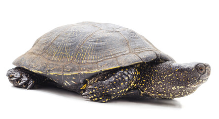 One beautiful turtle.