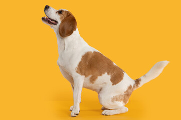 dog beagle looking up obeying  ordens on colorful background