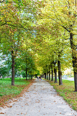 Naklejka premium Rovno Rivne, Ukraine city in western Ukraine outdoor green park in summer with sidewalk alley path and nobody with many fallen chestnut leaves autumn fall