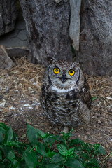 Open-mouthed horned owl