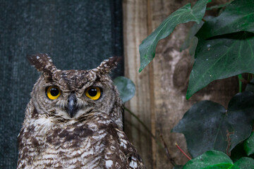 Great Yellow Eyed Horned Owl