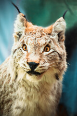 Closeup portrait of a bobcat lynx.