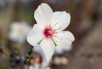 close-up view of almond blossom (prunus dulcis)