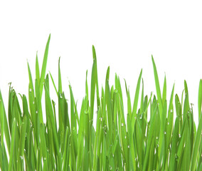 Fototapeta na wymiar Green grass, horizontal format