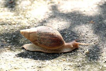snail with big shell on gravel road with sun light and shadows