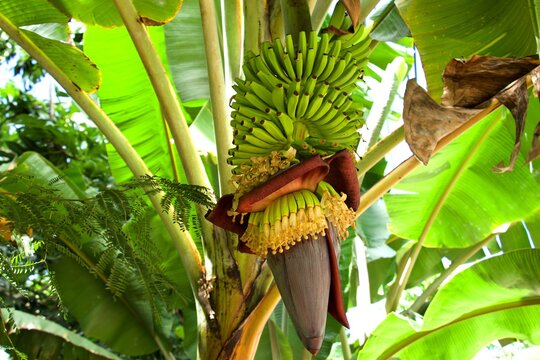 banana tree with banana flower and fruits and green leaves in the background