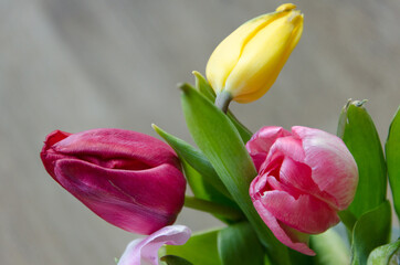 Świeże kolorowe wiosenne tulipany