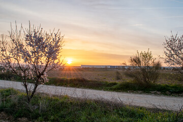 Fototapeta na wymiar landscape of almond blossom at sunrise (prunus dulcis)