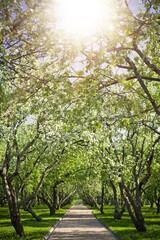 Obraz premium Blooming apple orchard in spring