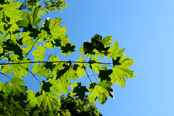 colorful green maple leaves against bright blue sky