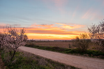 landscape of almond blossom at sunrise (prunus dulcis)