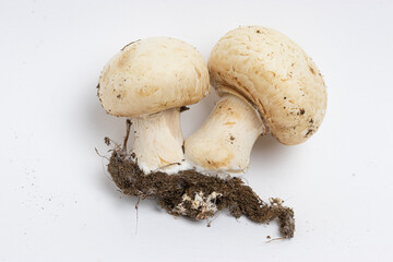 Funghi prataioli