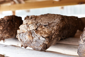 Close up chunk of peat between others piled up for drying on wooden shelf. Peat production