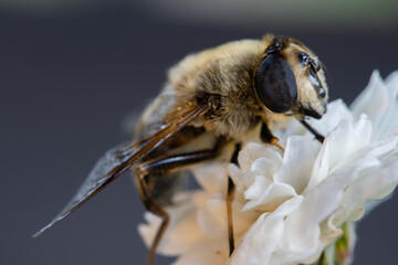 fly on a flower