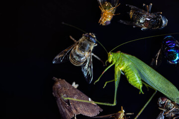 wasp