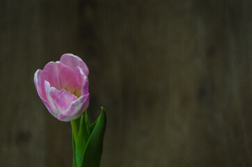 Świeże kolorowe wiosenne tulipany