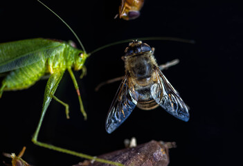 wasp on a branch