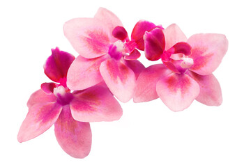 Fototapeta na wymiar Pink orchid flowers isolated over white