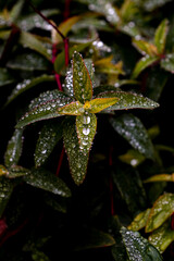 Gouttes d'eau sur une plante