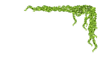 Frame of geen vine, liana or ivy hanging from above or climbing the wall.Decoration for garden or home.Template on white background.