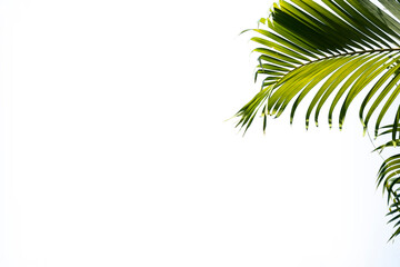 Fototapeta na wymiar Green tropical palm​ leaf​ isolated​ on​ blue​ background.