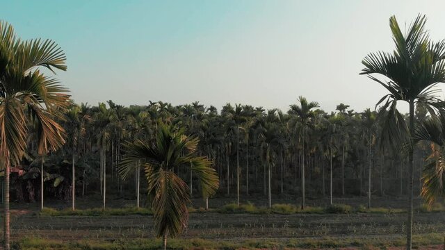 Right to left shot of Areca nut plantation, Taiwan. Aerial sideways