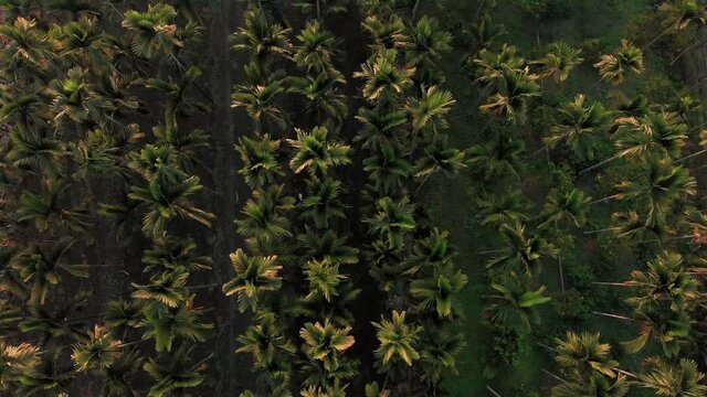 Areca nut tree palm. Aerial forward top down