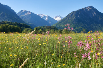 Blühende Weiden im Bergfrühling