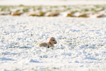 A newly born white lamb lies in the meadow, covered with snow. Winter on the farm