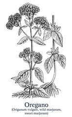 Oregano. Vector hand drawn plant. Vintage medicinal plant sketch.