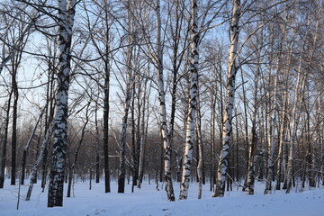 Trees. Winter. Snow