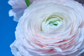 Pink bouquet of ranunculus close-up on a blue background. Spring mood. Postcard for the girl. 