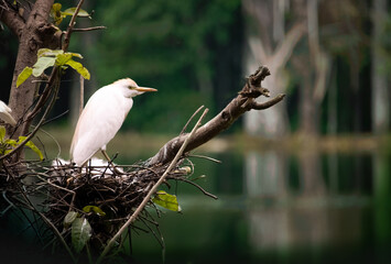 white stork in nest