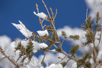 Winterfoto – Schnee auf der Tanne