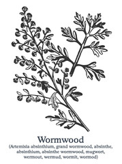 Wormwood. Vector hand drawn plant. Vintage medicinal plant sketch.