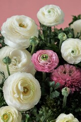Ranunculus pink and white flowers on a  pink background. Ranunculus bouquet.Buttercups flowers in pastel colors. Spring beautiful flowers.