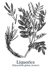 Liquorice. Vector hand drawn plant. Vintage medicinal plant sketch.