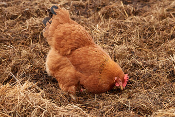 Braune Henne in Freilandhaltung