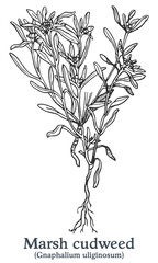 Marsh cudweed. Vector hand drawn plant. Vintage medicinal plant sketch.