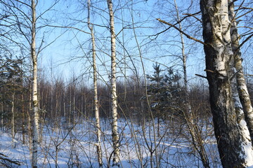 Trees. Winter