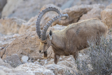 The Nubian ibex (Capra nubiana) where live in negva desert