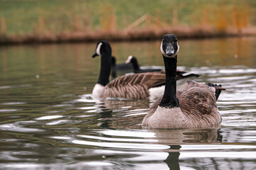 Obraz premium Canada Geese on a cloudy, overcast day