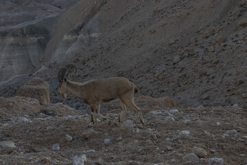 The Nubian ibex (Capra nubiana) where live in negva desert