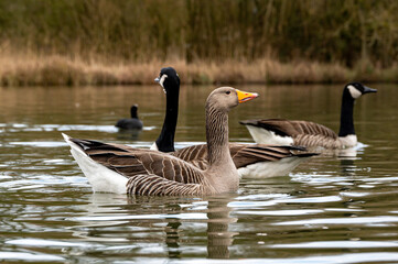 Greylag and Canada Geese on a still lake with reflection