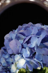 blue hydrangea flower