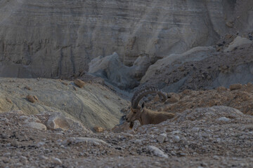 The Nubian ibex (Capra nubiana) where live in negva desert