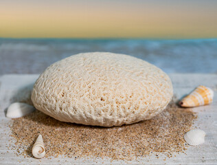 Brain Coral with Sea Shells