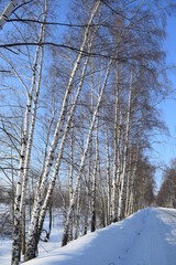 Road. Trees. Winter